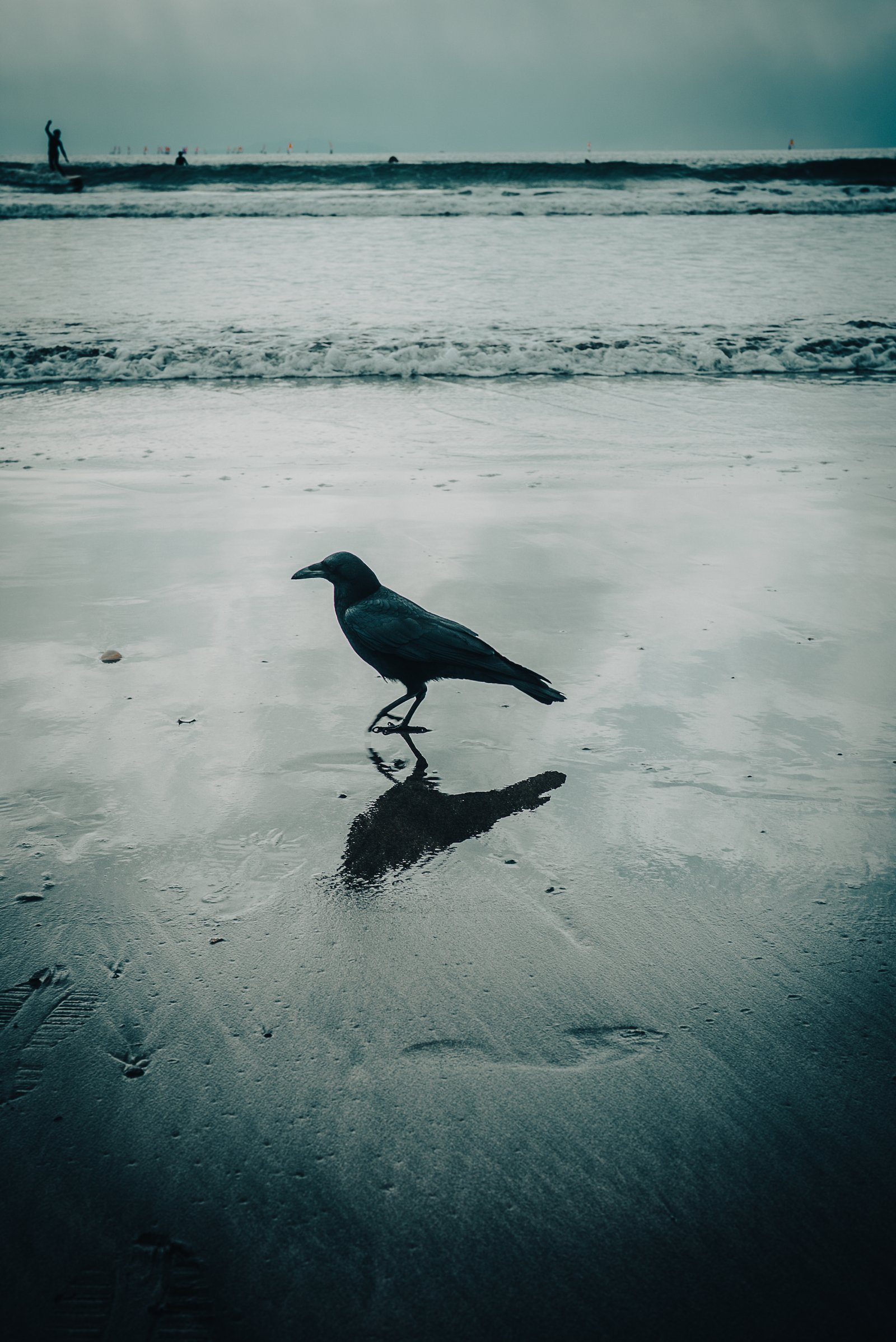 A crow walking across mirror-wet sand at Zaimokuza beach, with a surfer riding a small wave far behind it