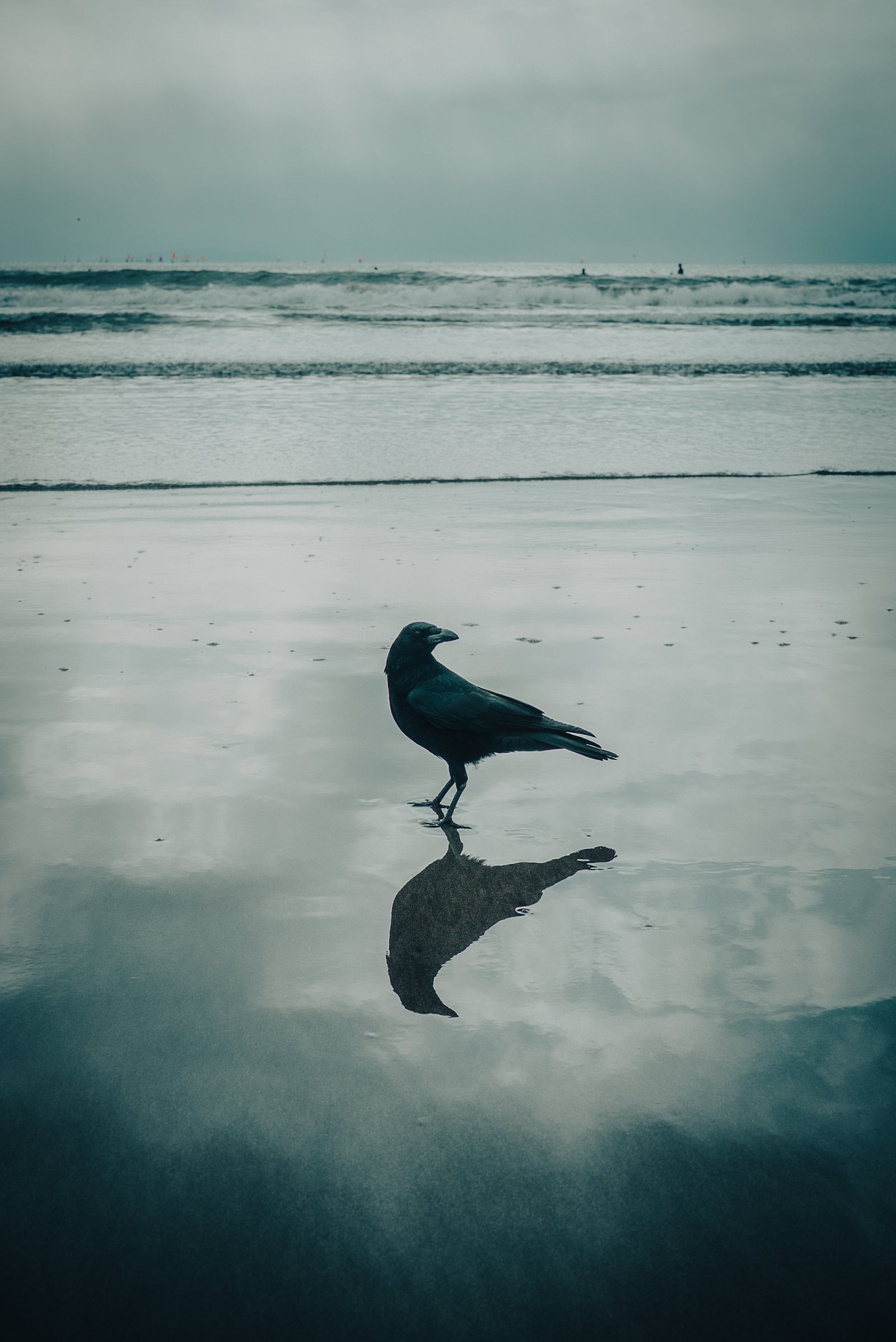 A crow standing in profile on the wet sand at Zaimokuza, its reflection held beneath it